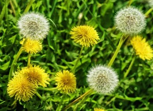dandelion removal