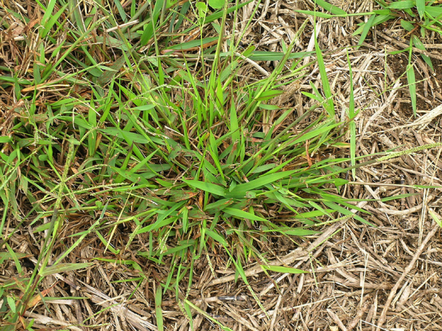green stuff crab grass