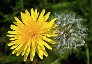 gs dandelion