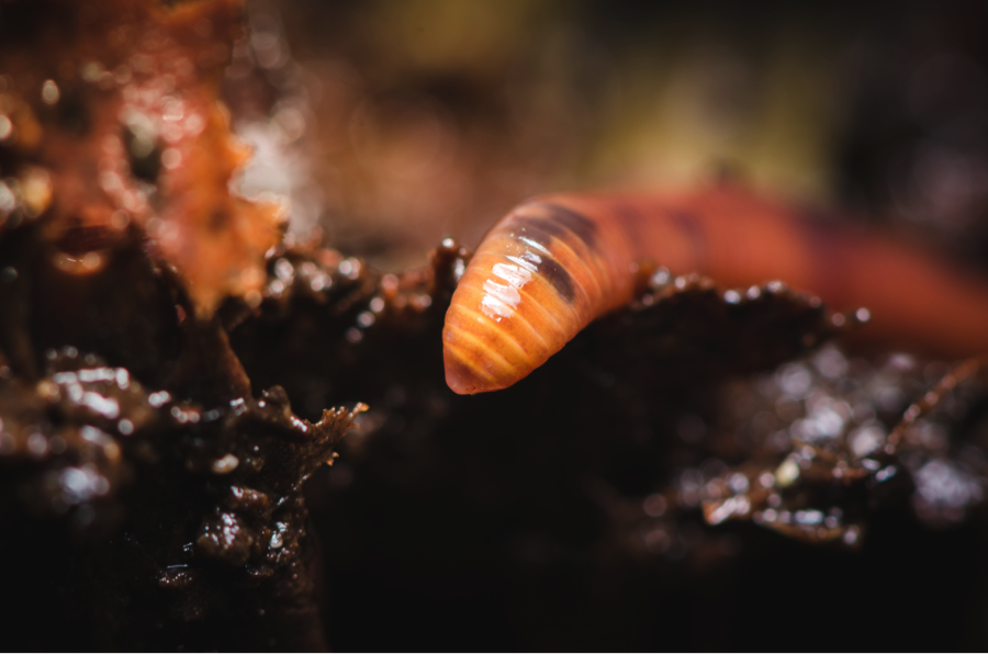 gs-how-do-worms-hurt
