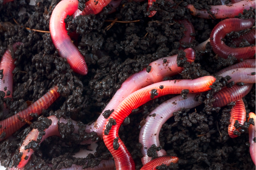 gs-what-are-worms